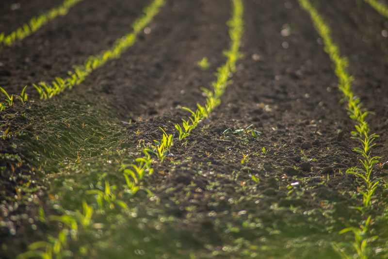 soil preparation for spring