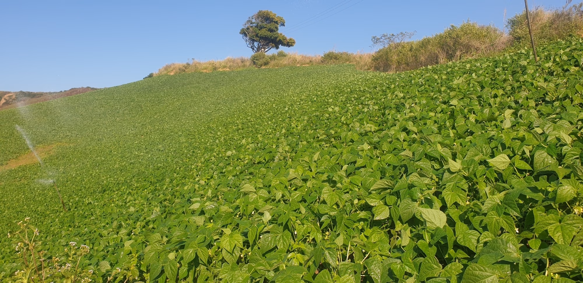 A typical KZN bean field A typical KZN bean field