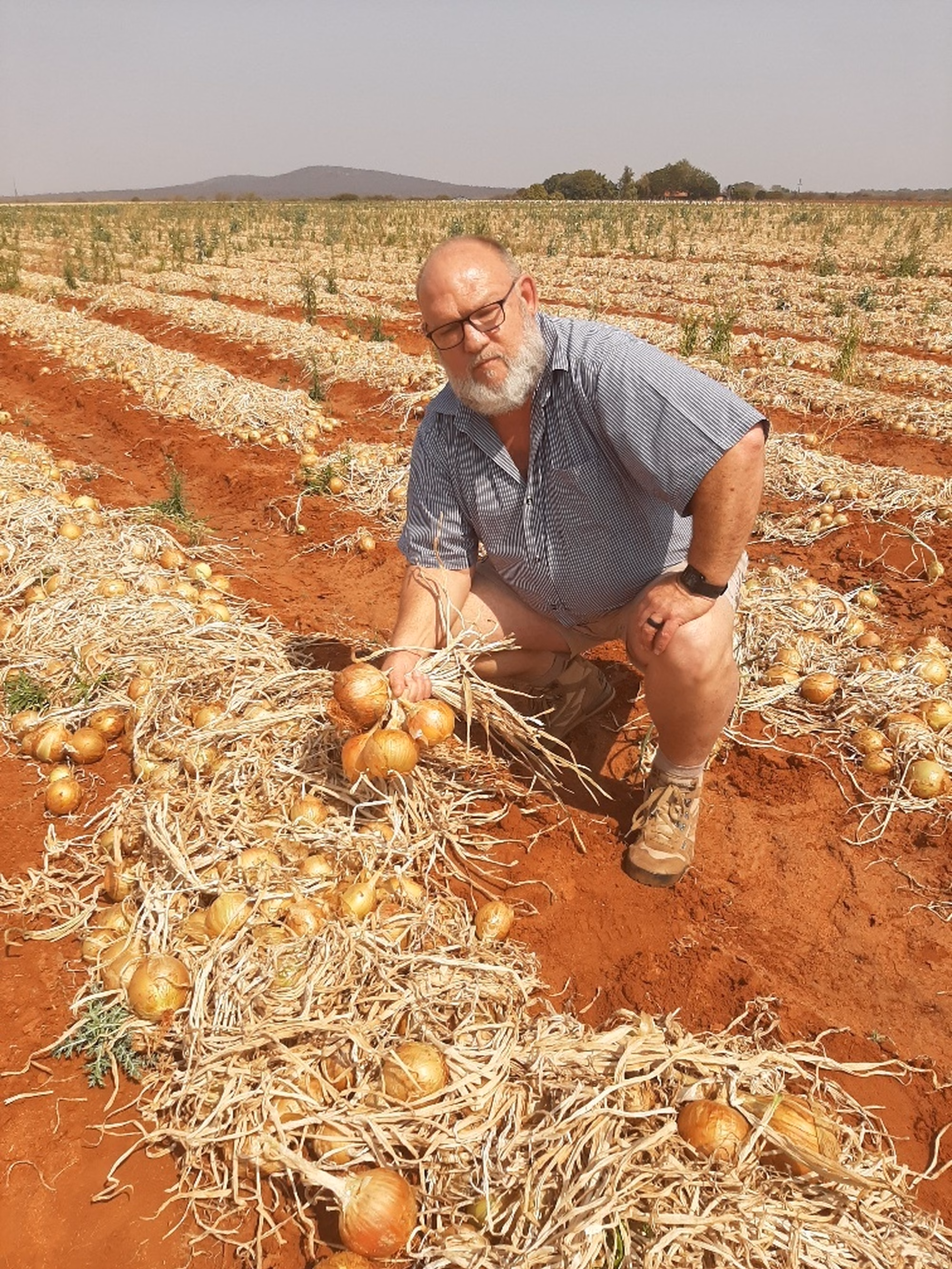 Area sales representative Jacques Malan showing a beautifully matured CRISTALINA crop Area sales representative Jacques Malan showing a beautifully matured CRISTALINA crop