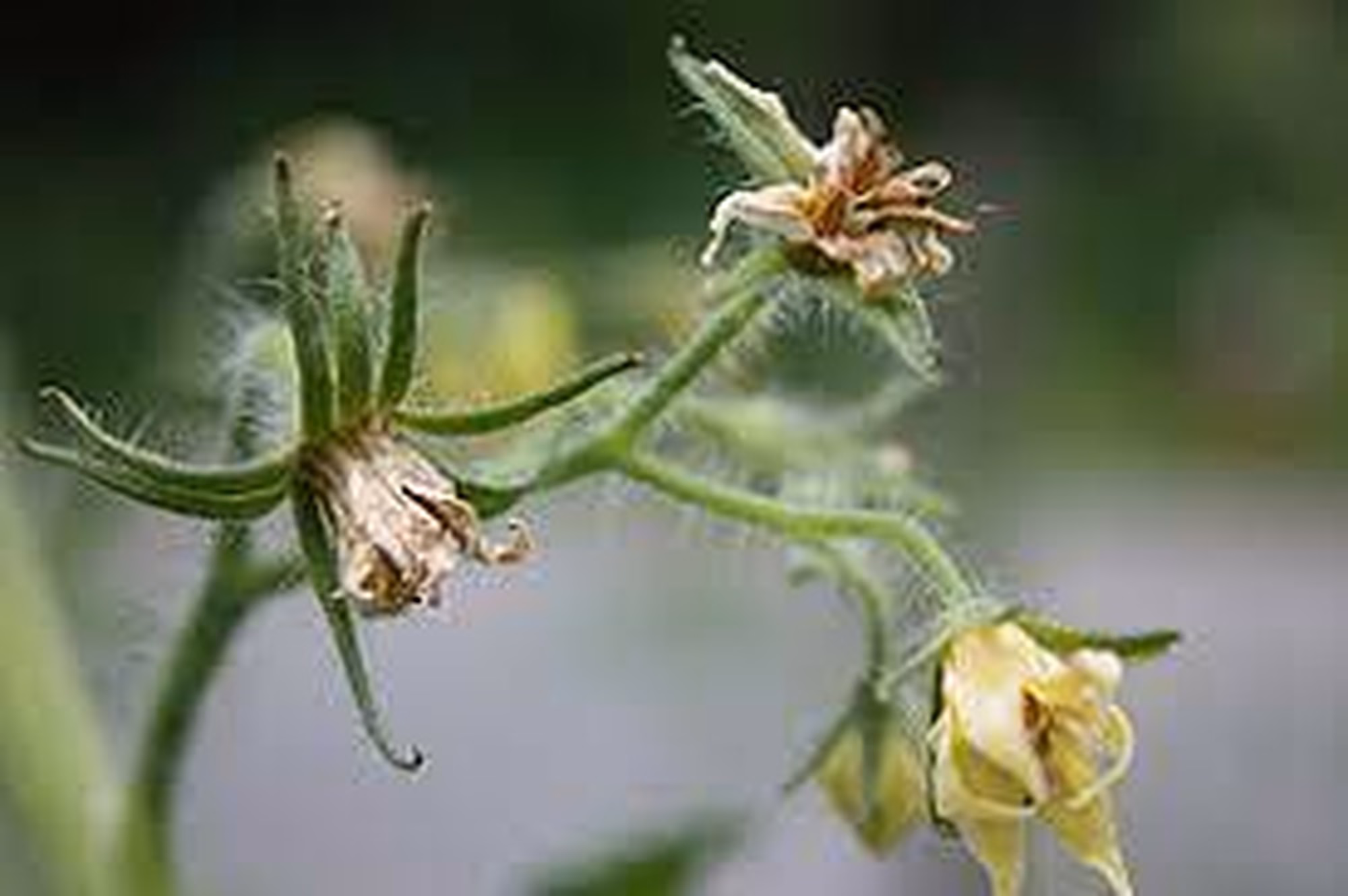 Blossom drop Blossom drop