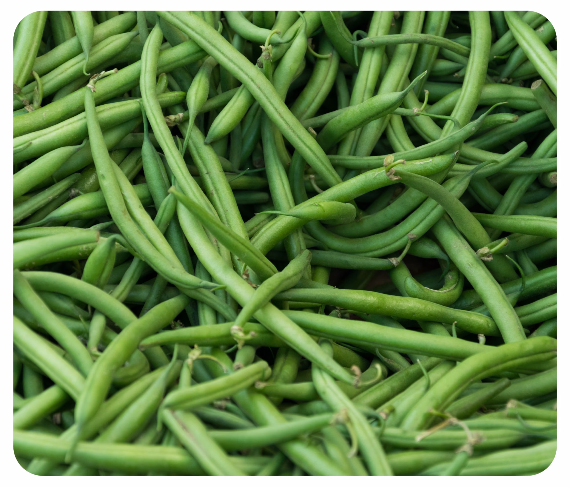 Breeding images 01 Breeding images 01