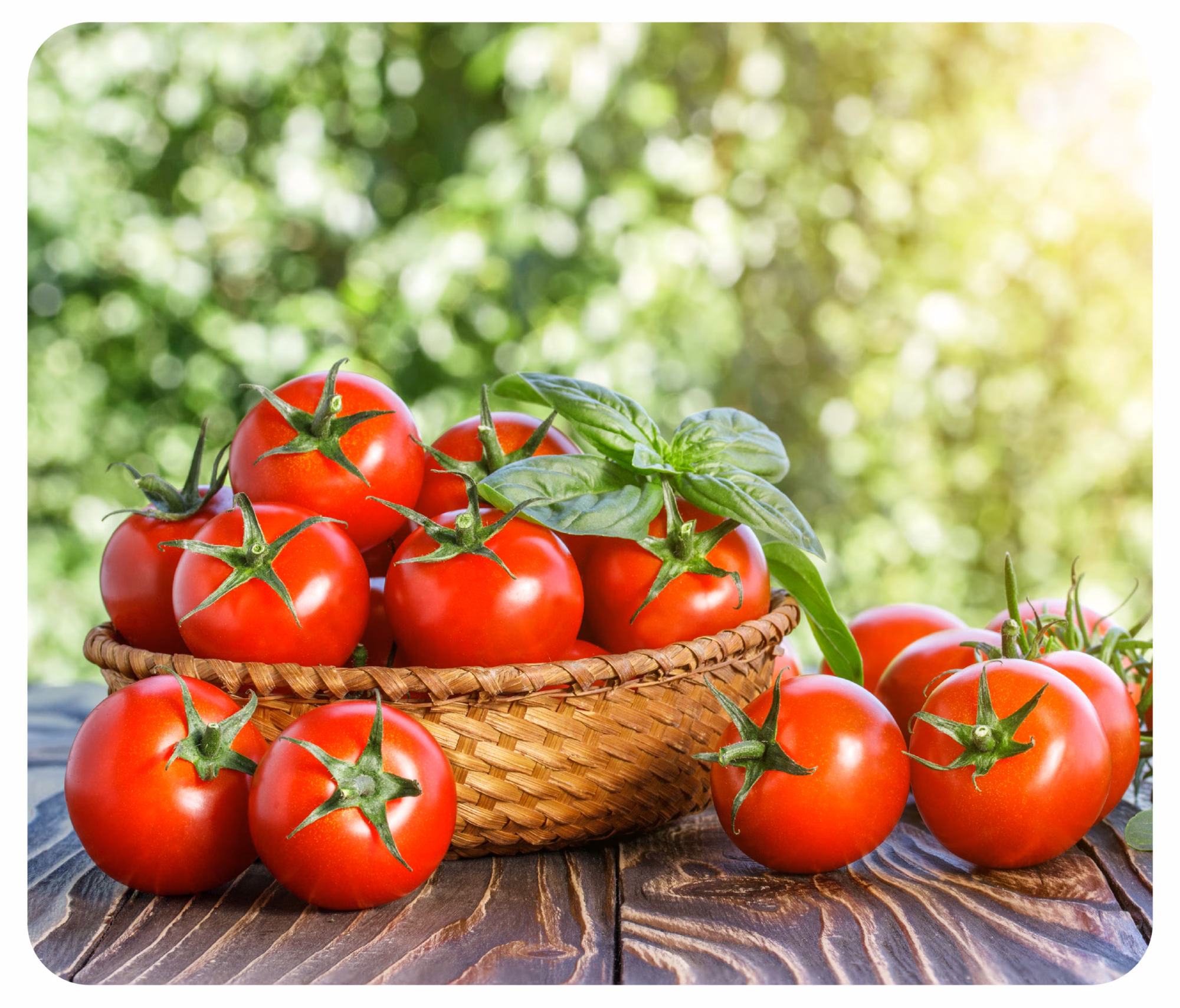 Breeding images 02 Breeding images 02