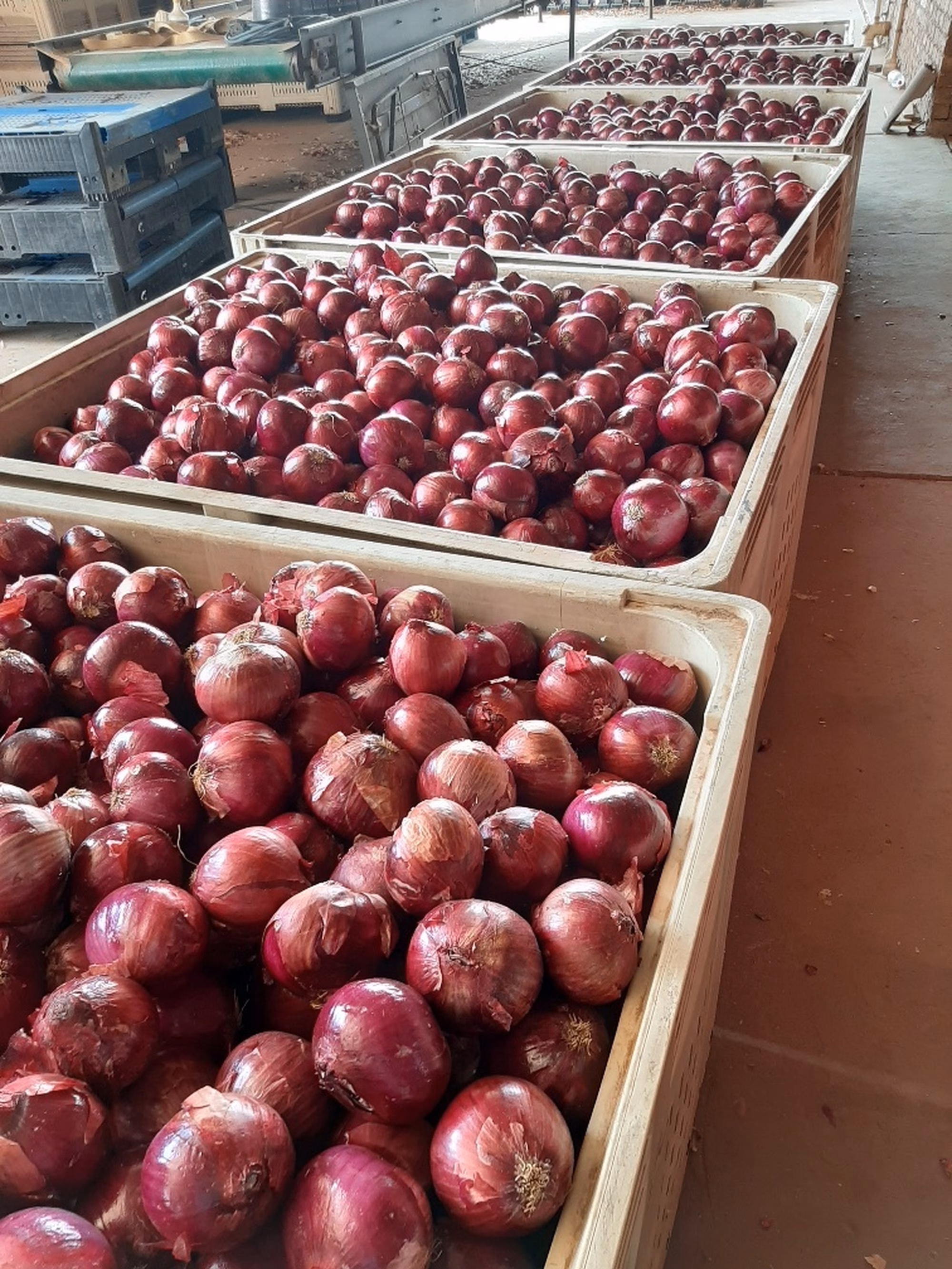 Bulk bins of RASTA ready for packing Bulk bins of RASTA ready for packing