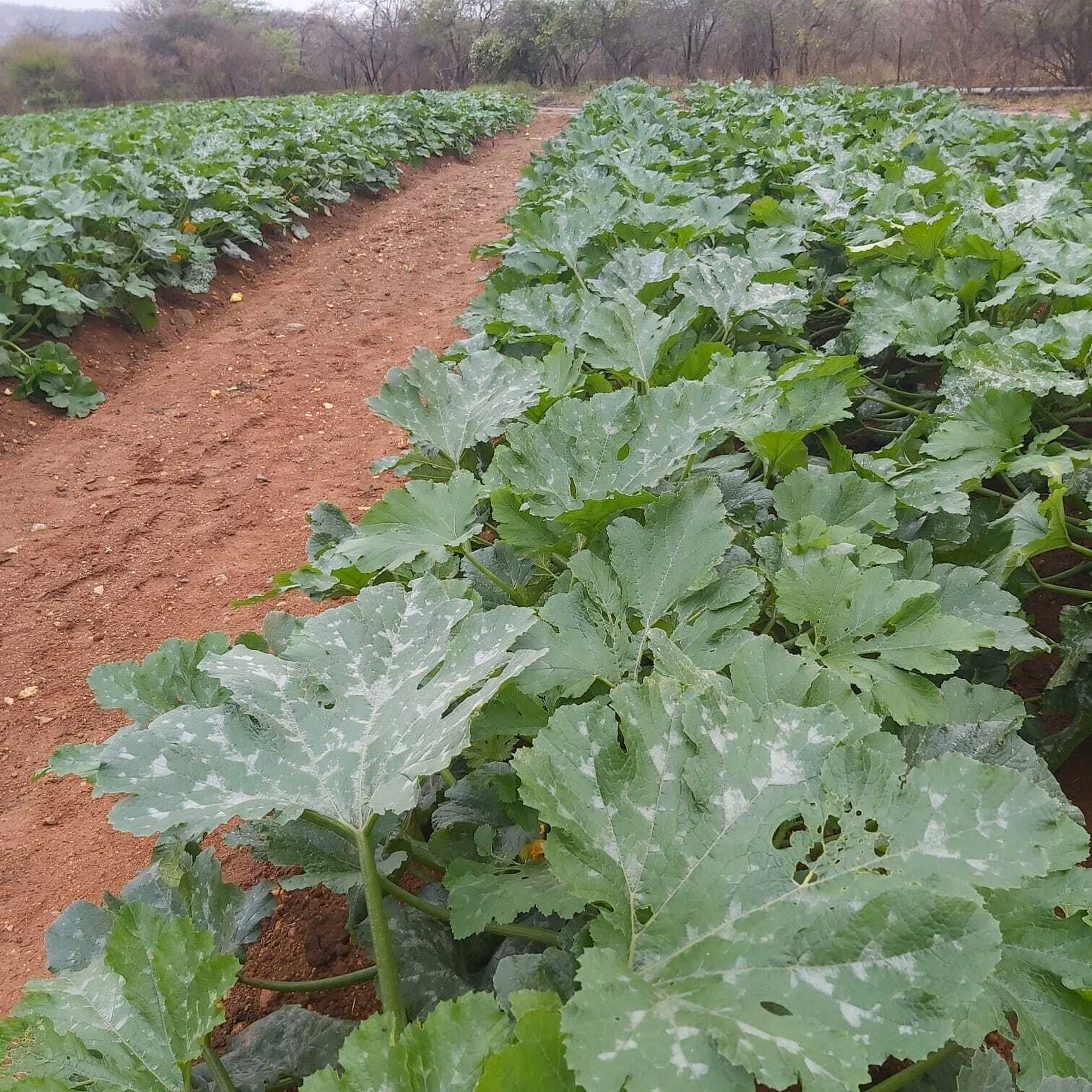 Everglade plant Everglade plant