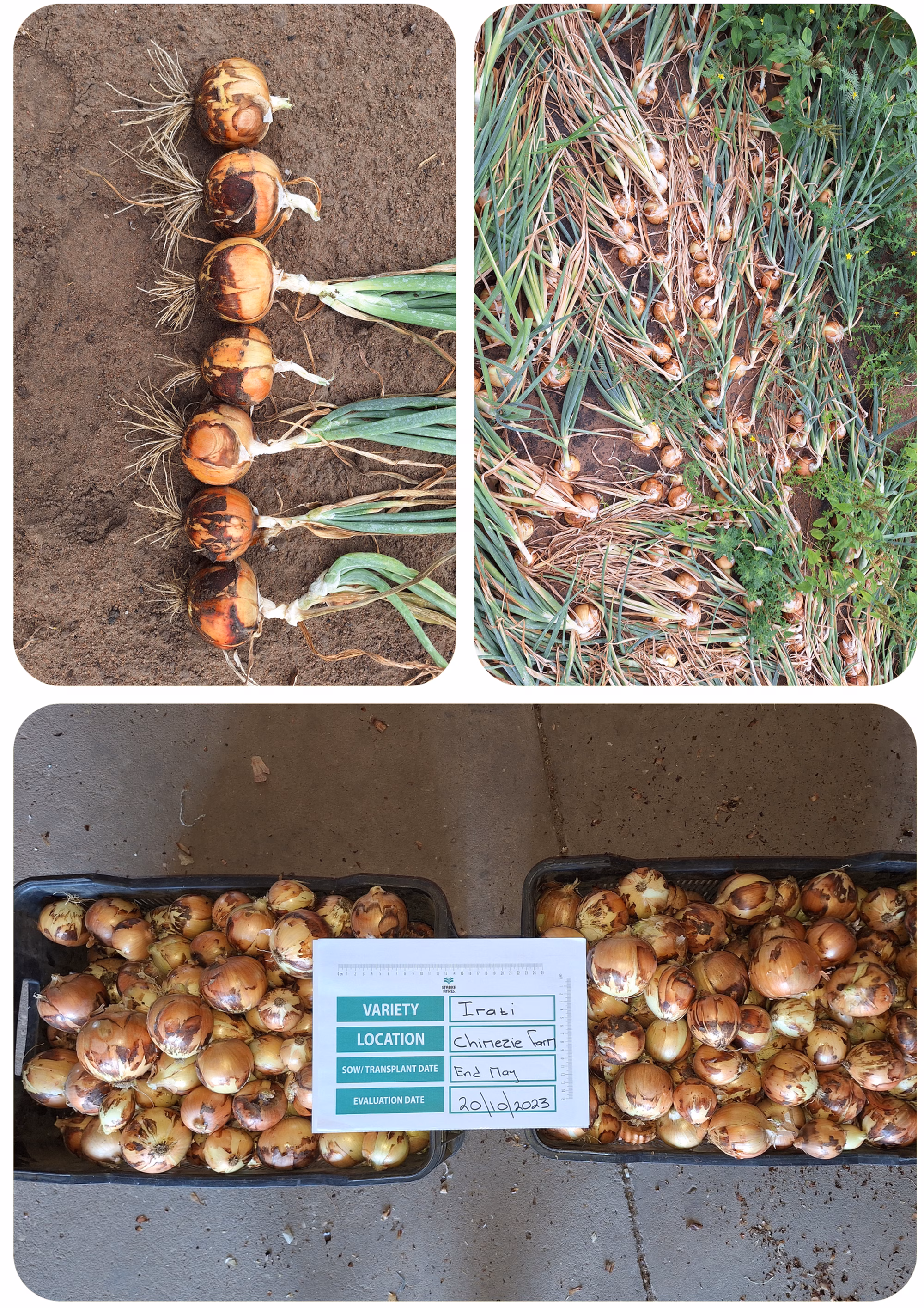 IRATI Image Right align IRATI Image Right align