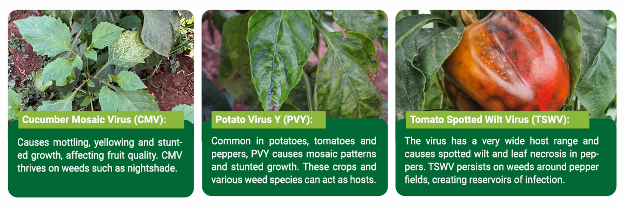 Key Pepper Viruses and Their Hosts Key Pepper Viruses and Their Hosts