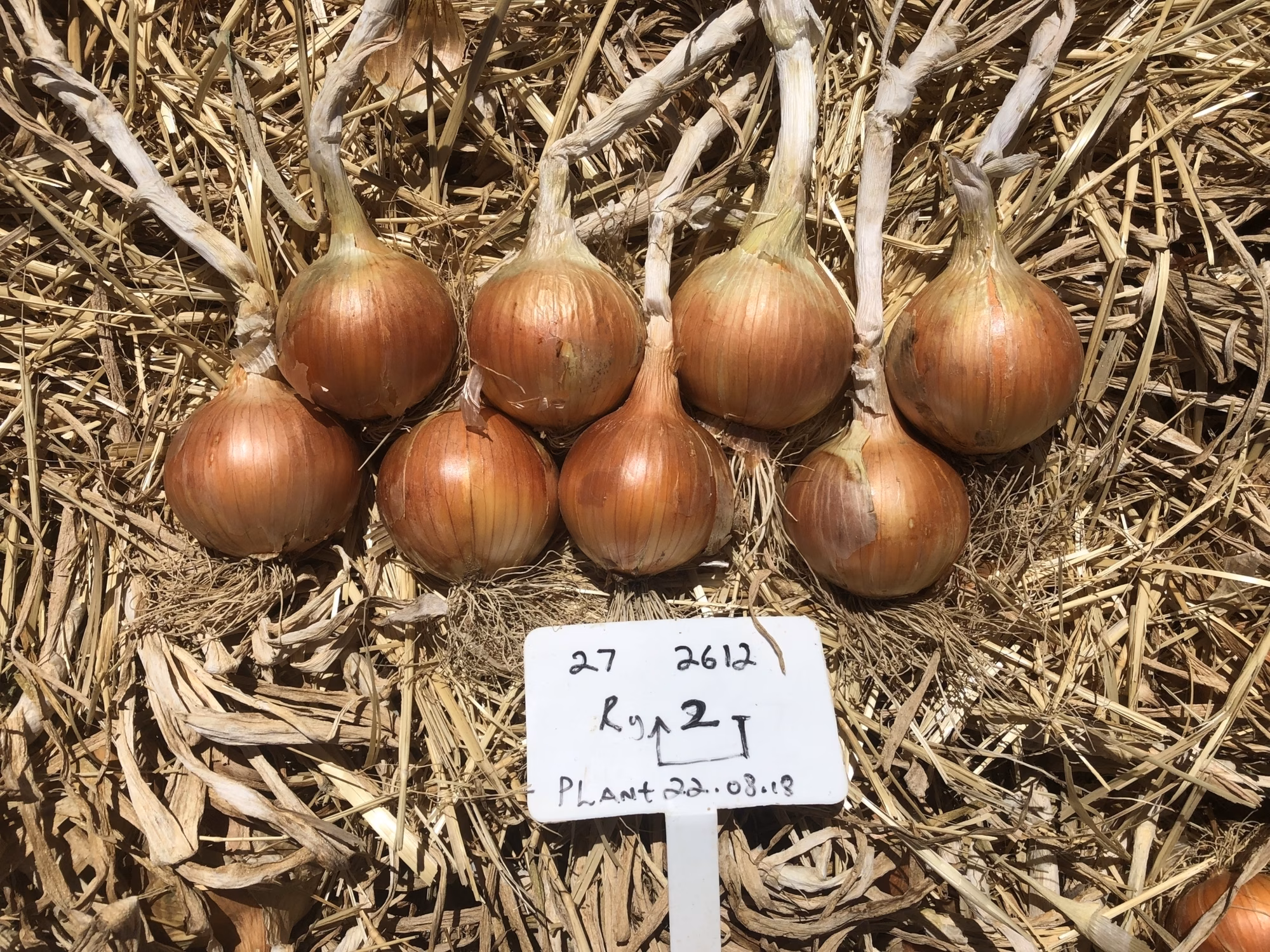 ON2612 ALDINA ON2612 ALDINA