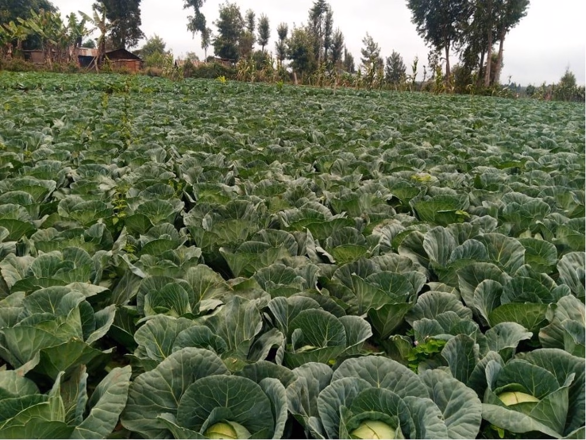 Picturde 1 Picturde 1