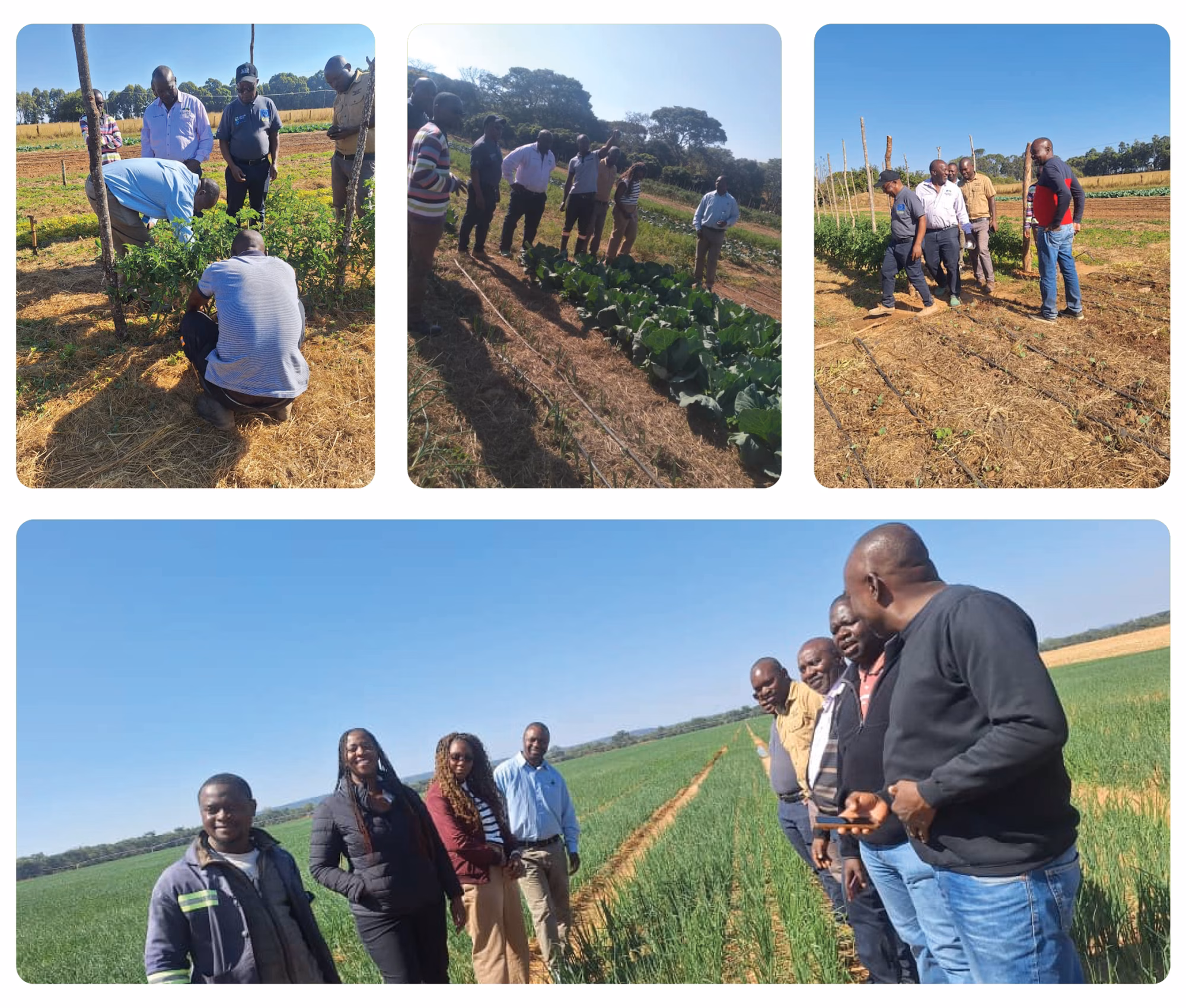 Relevance of small scale Farmers Relevance of small scale Farmers