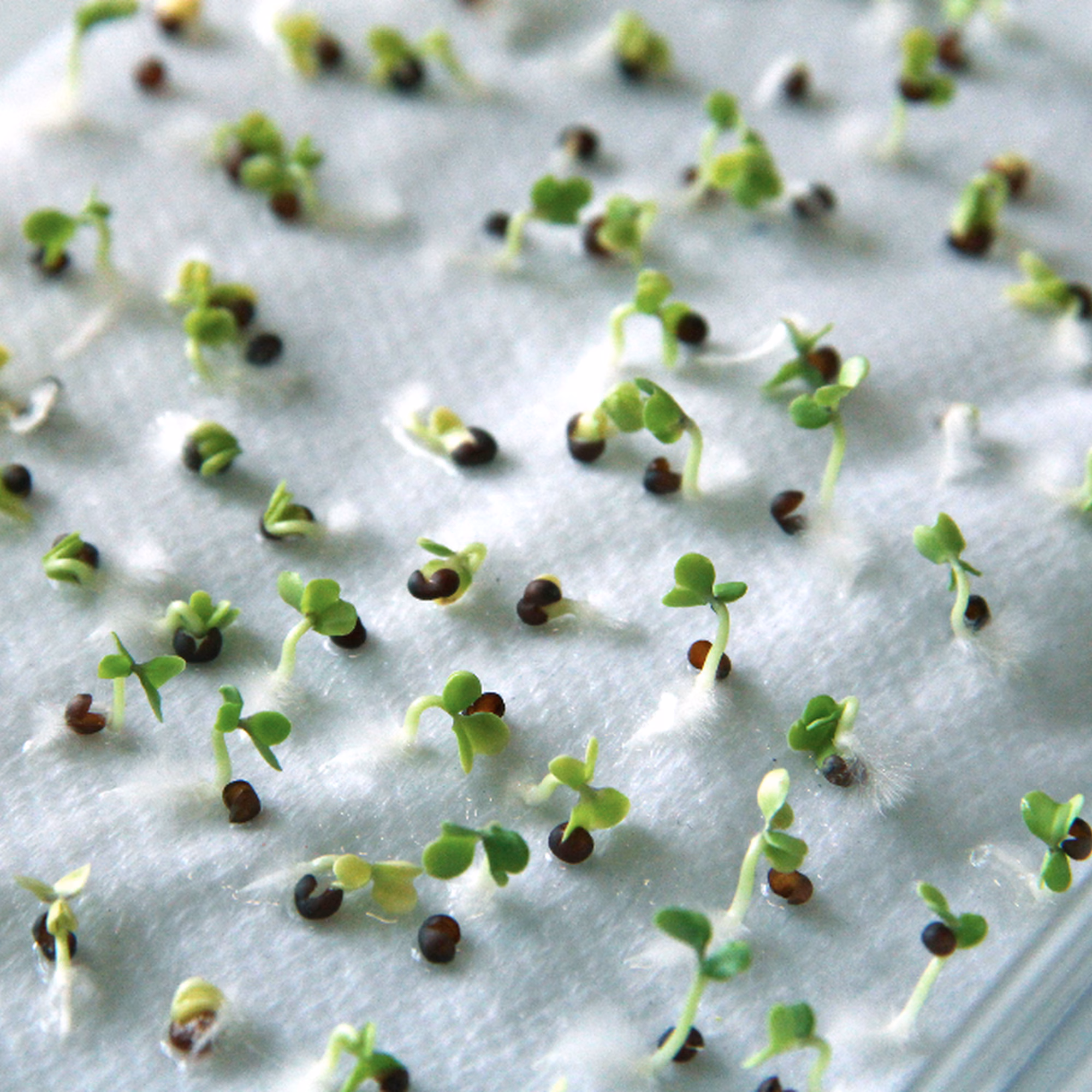 Screenshot 2020 07 22 at 13 40 31 Screenshot 2020 07 22 at 13 40 31