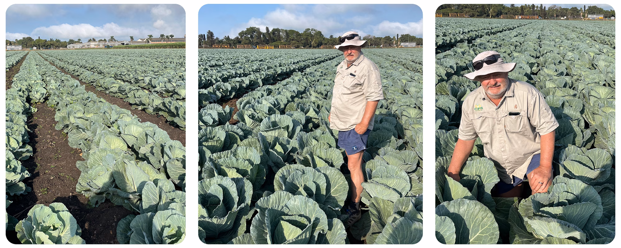 Star 3316 Pangola farm Star 3316 Pangola farm