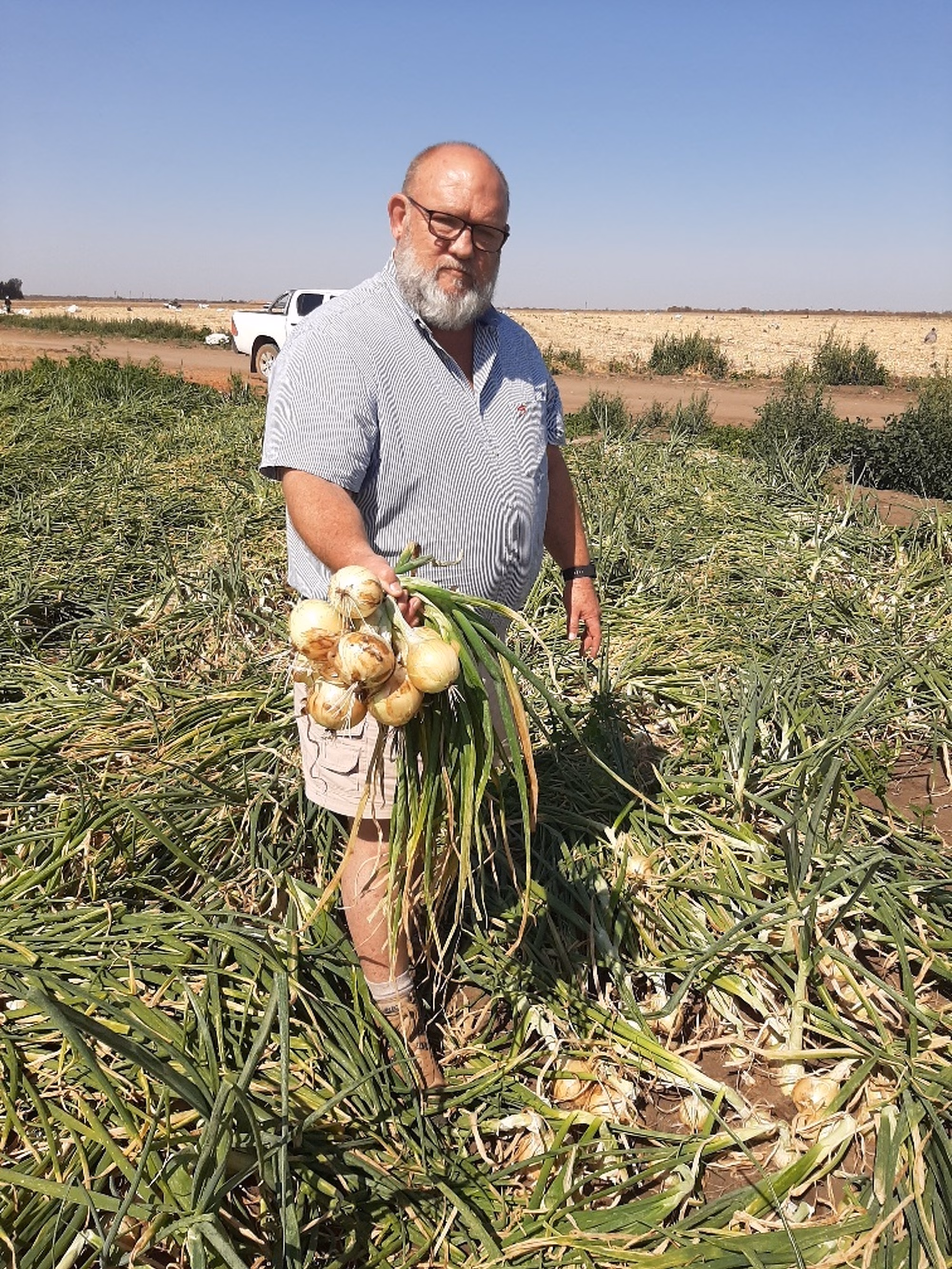 Top yield of SOBERANA Top yield of SOBERANA