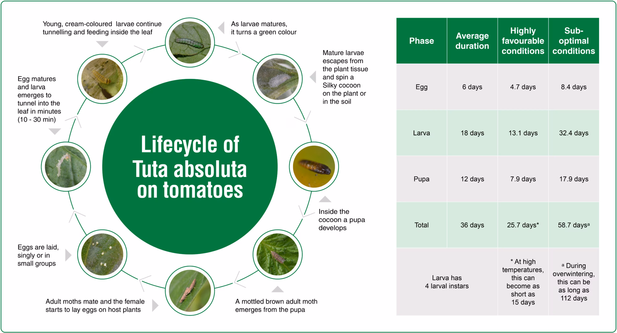 Tuta Cycle Tuta Cycle