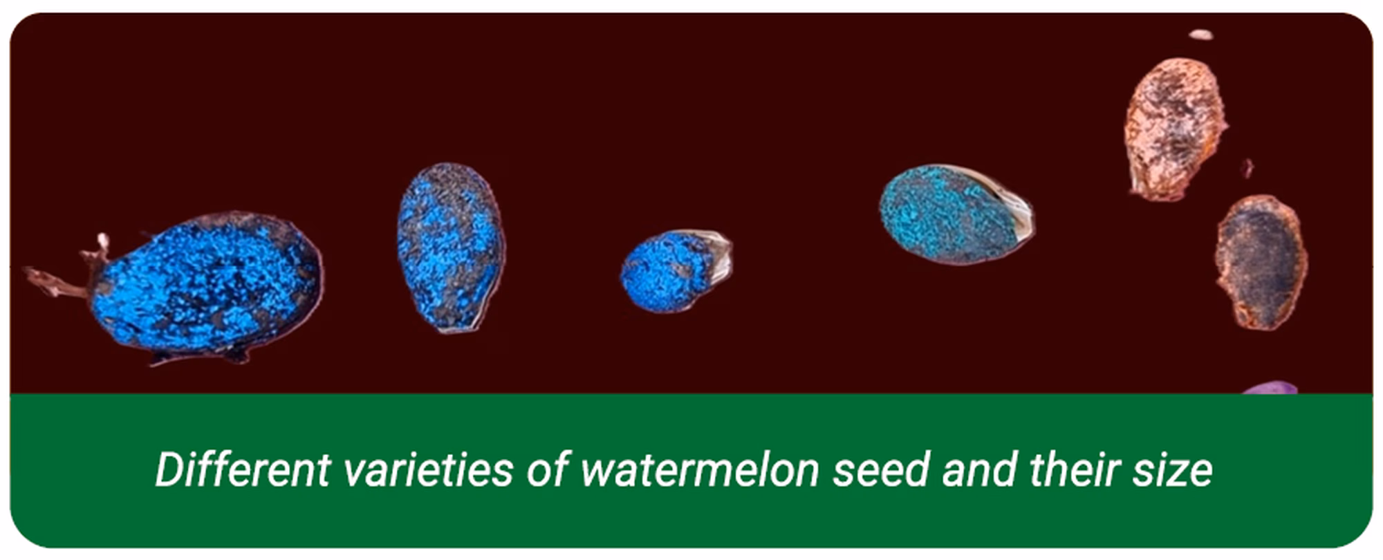 Watermelon seeds Watermelon seeds