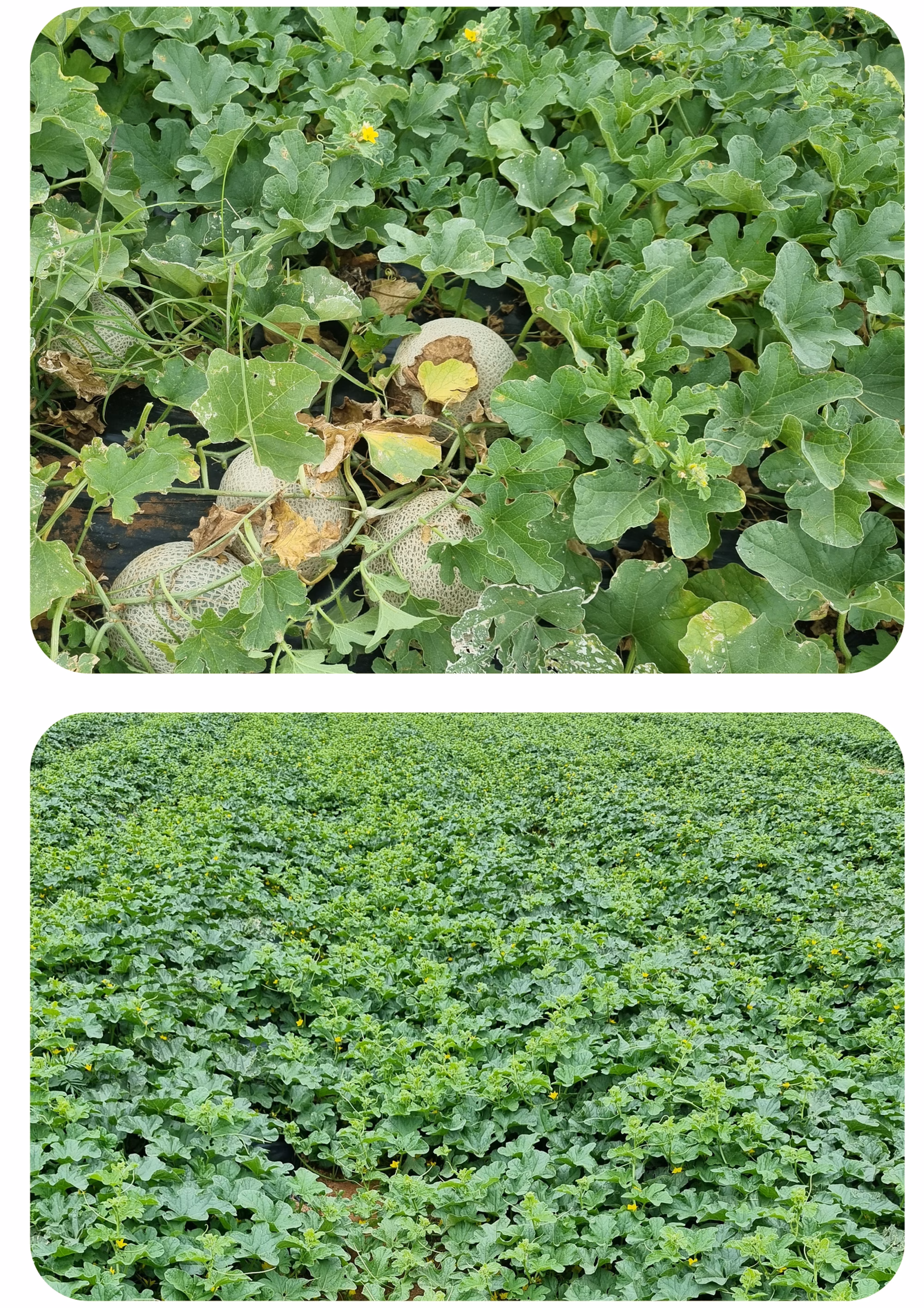 Web Images Web Images