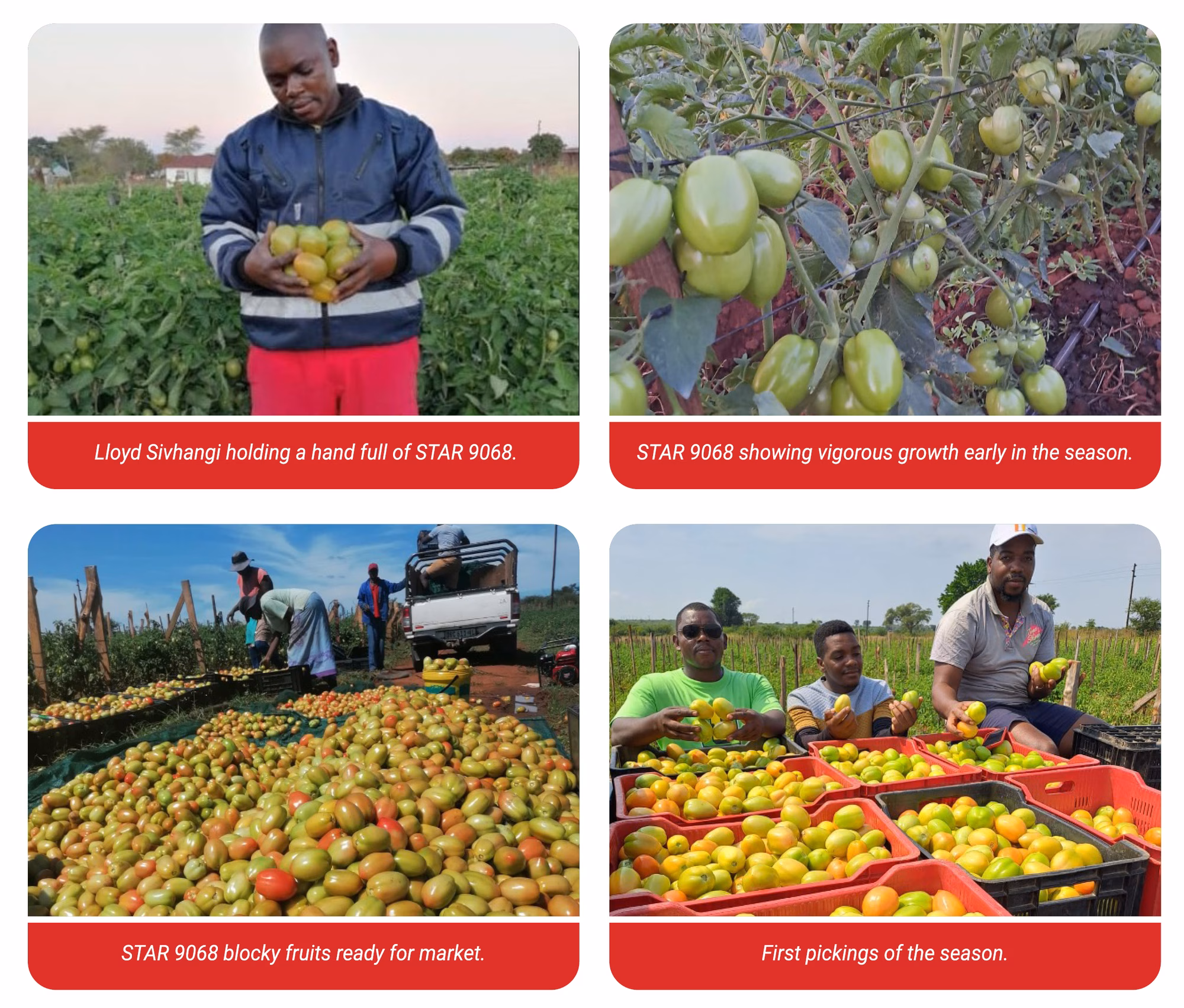 Web Images Web Images