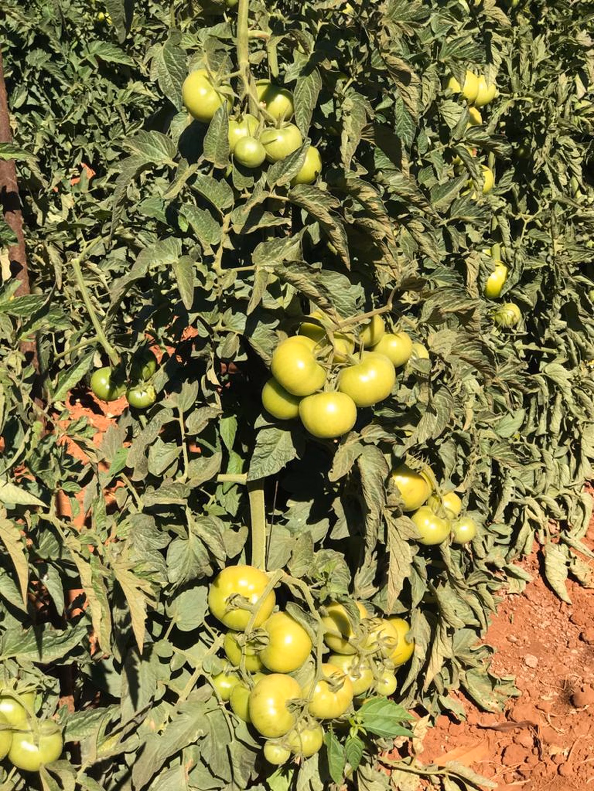 Whats App Image 2021 11 12 at 14 44 01 Whats App Image 2021 11 12 at 14 44 01