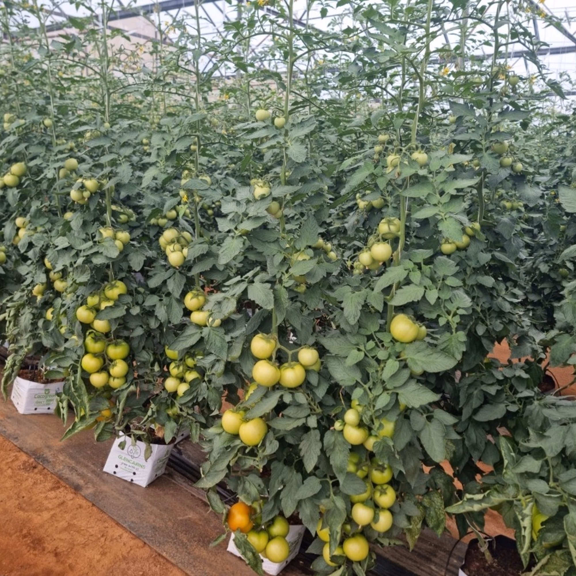 Zulani Propsect Tomatoes2 Zulani Propsect Tomatoes2