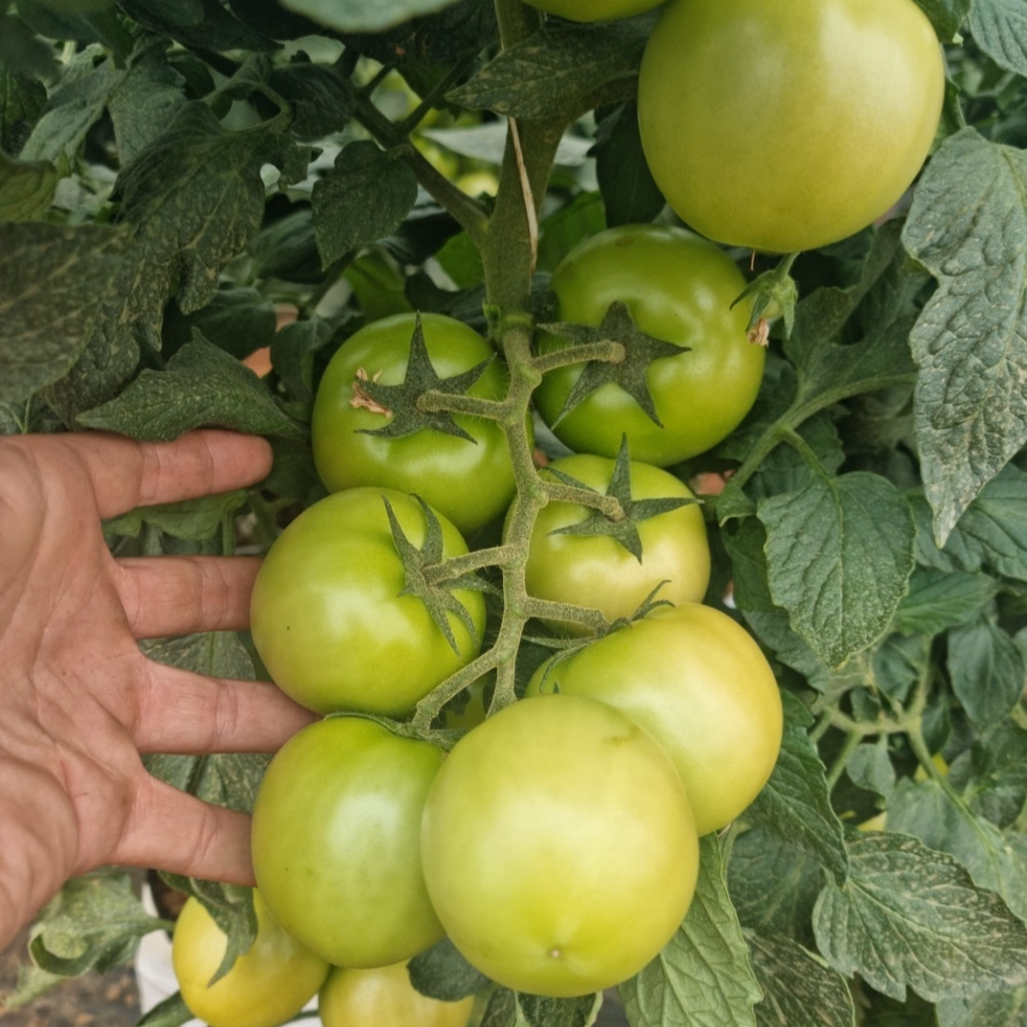Zulani Propsect Tomatoes Zulani Propsect Tomatoes