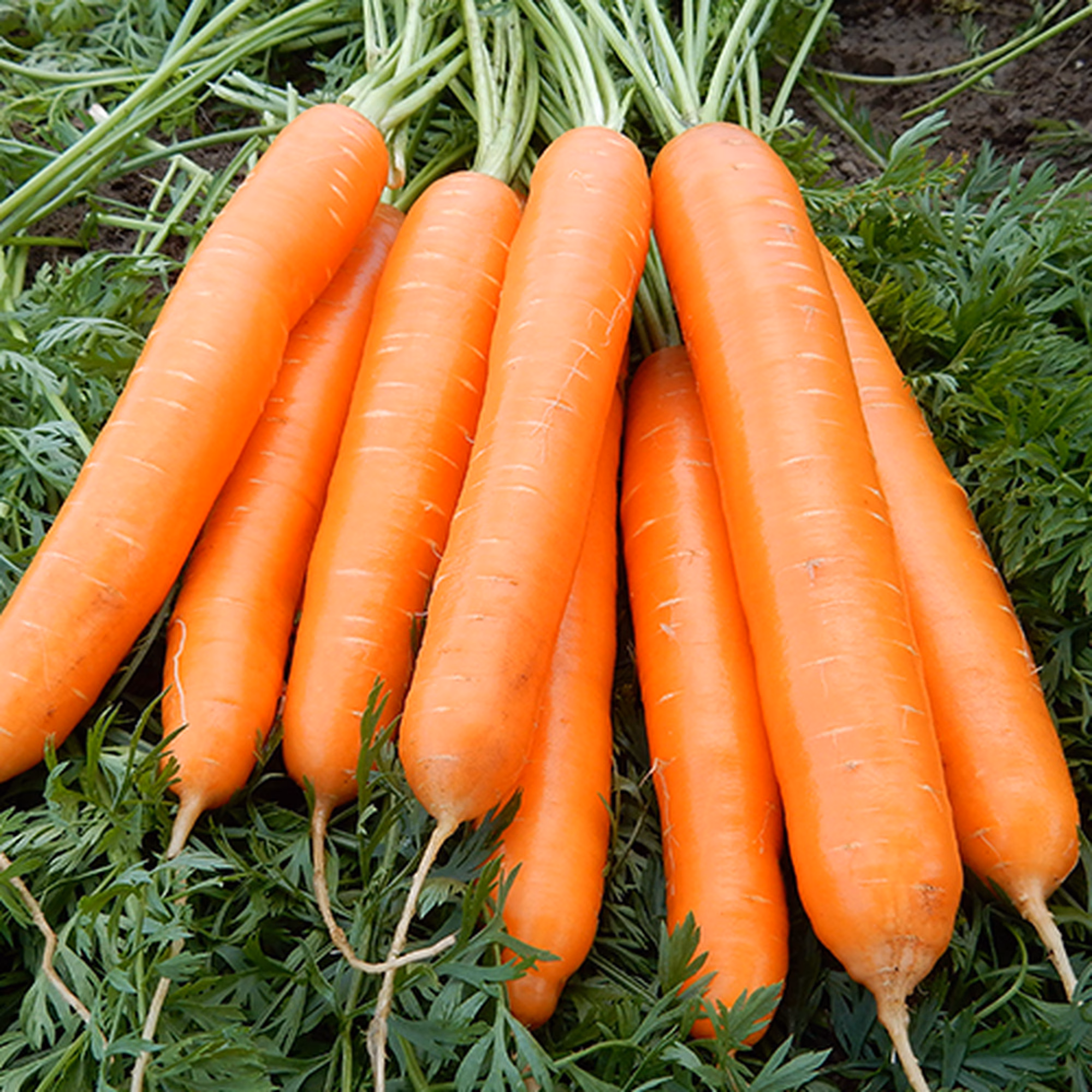 Allyance 1 Allyance 1