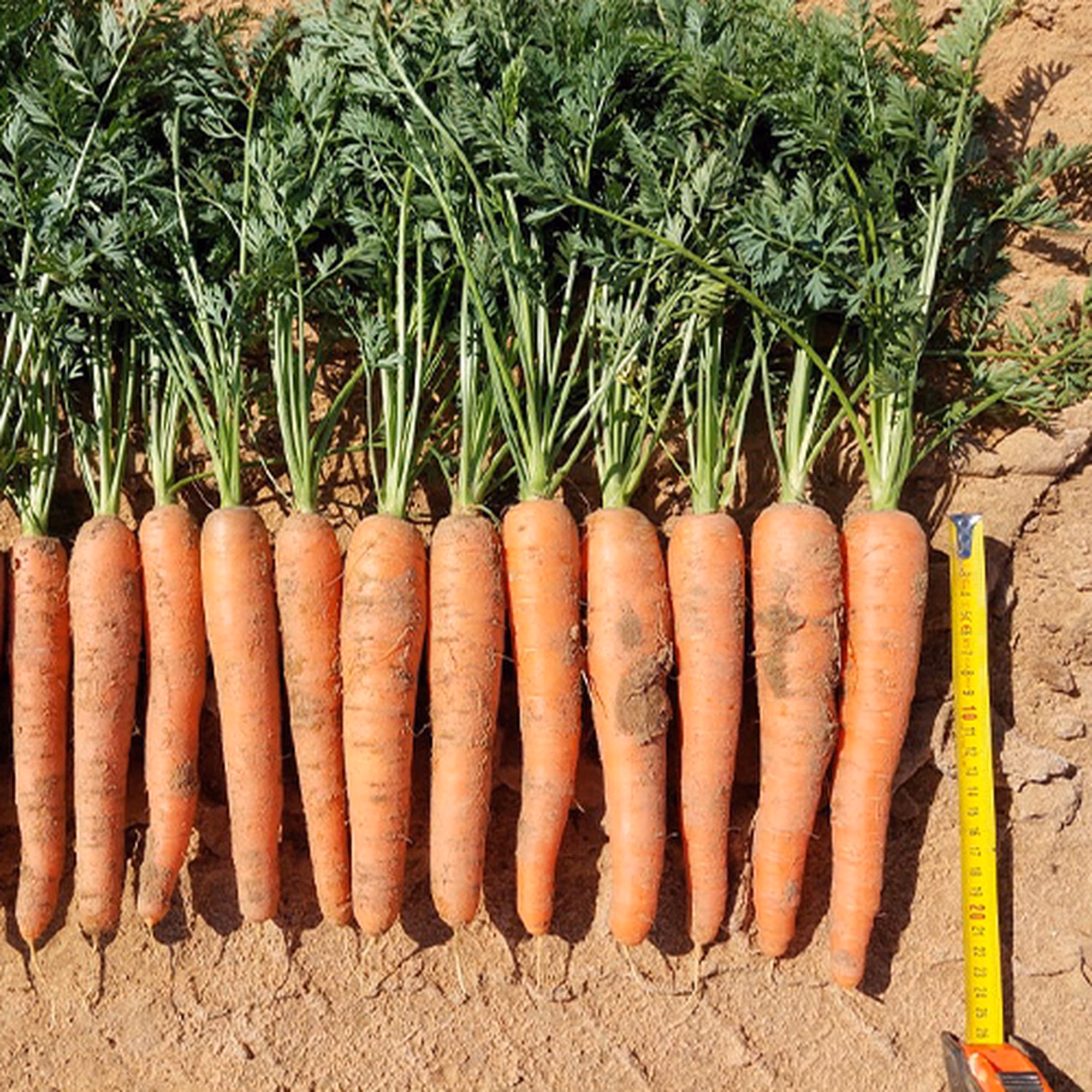 Allyance 4 Allyance 4