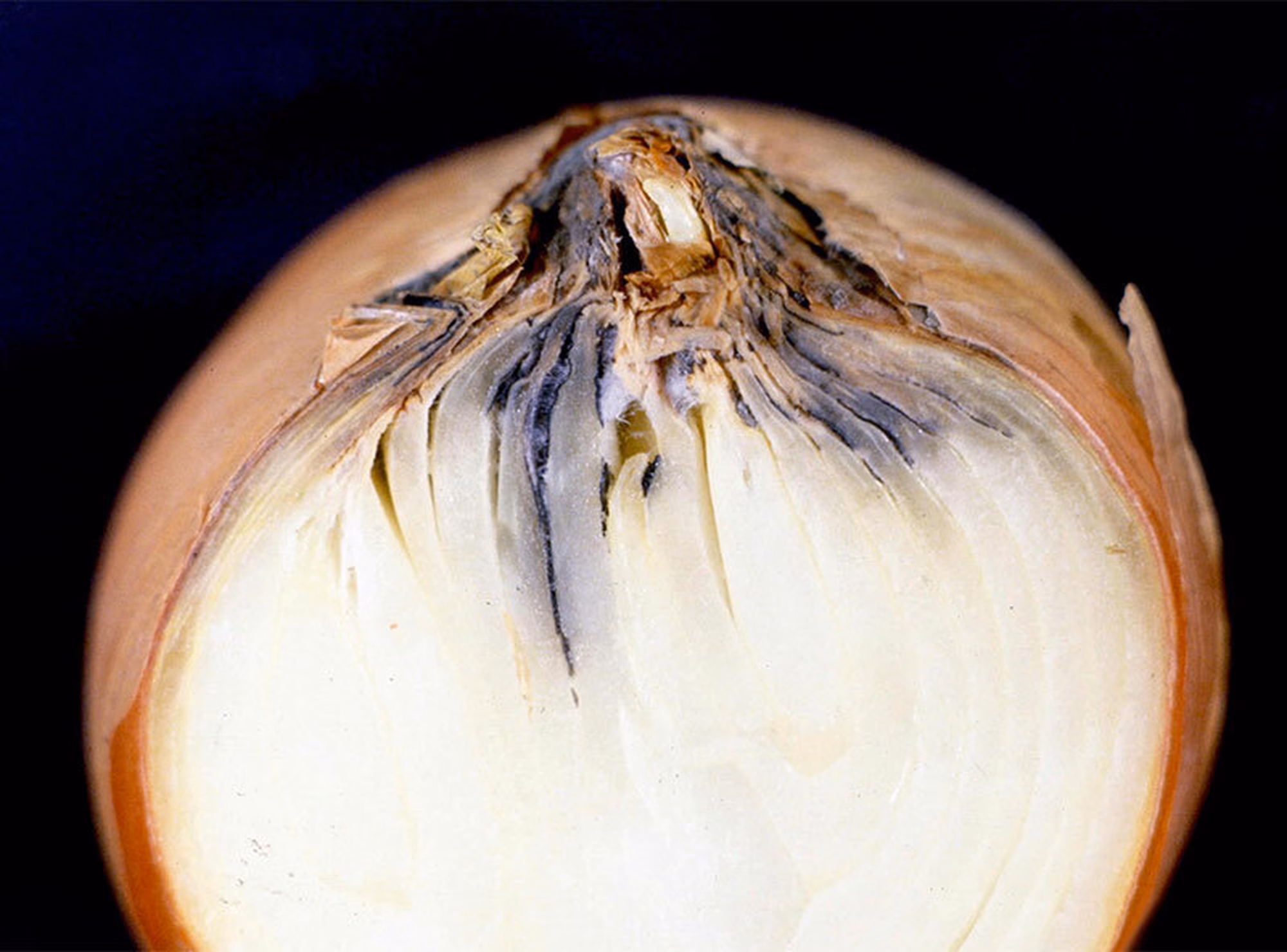 Neck rot 2 Neck rot 2