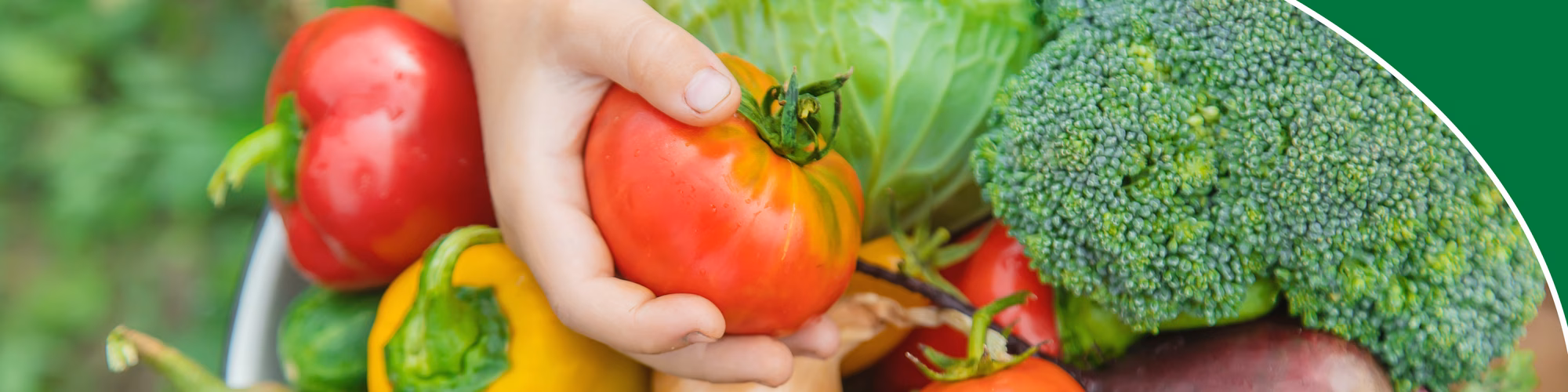 Vegetables new Vegetables new